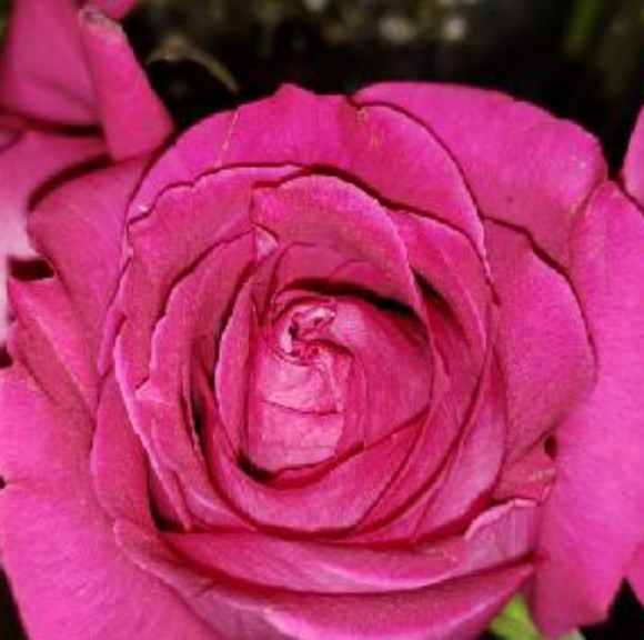 ✨CLOTHES, SHOES, & ACCESSORIES✨ - Picture 1 of 2